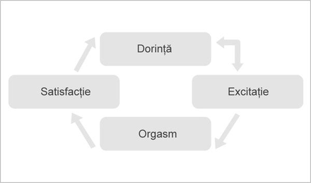 Grafic: Cercul virtuos al funcției sexuale